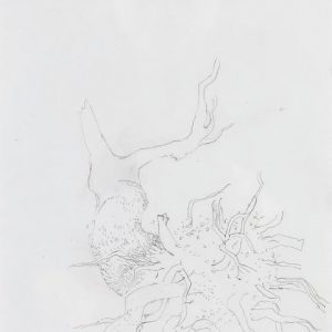 1973: Motivo vegetale | Bleistift auf Papier (30,1 x 20,8 cm)